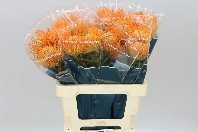 Leucospermum Ayoba Sun 60 cm