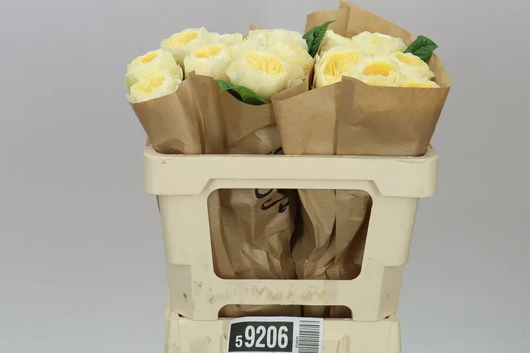 Rosa Gar Nona! 50 cm