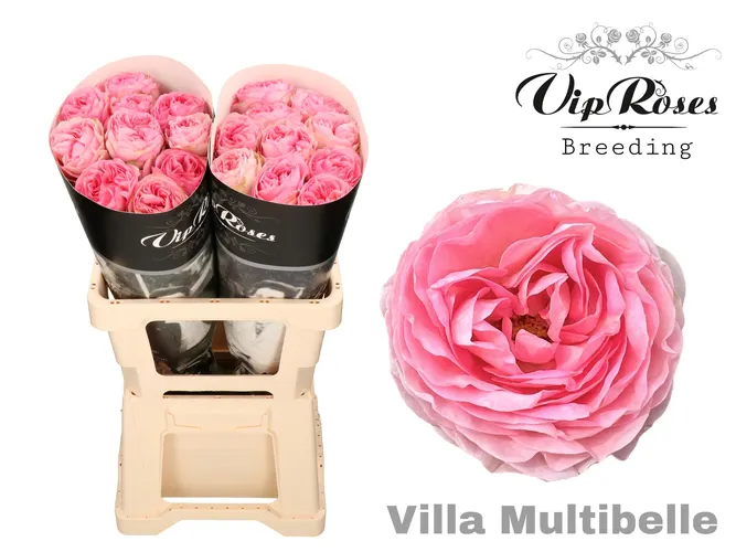 R Gr Villa Multibelle 60 cm
