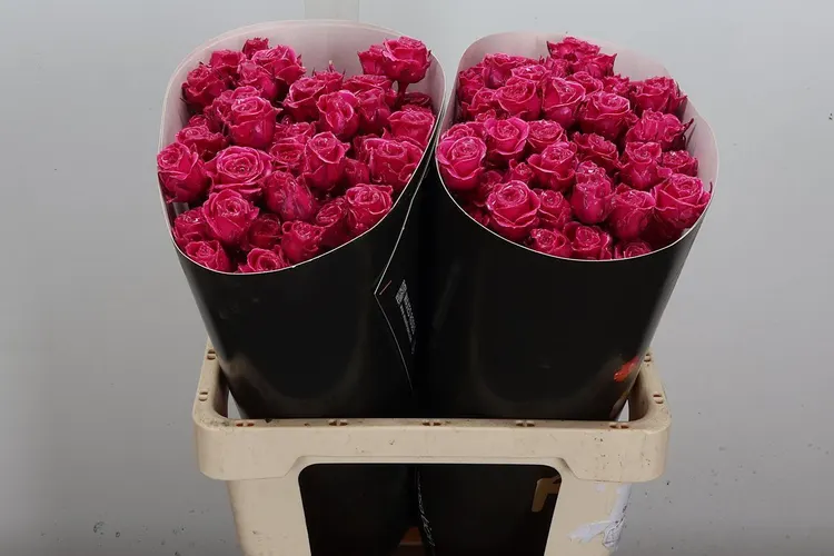 Ruža trsová Wx Cerise 60 cm