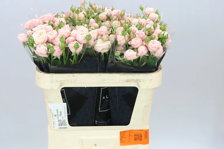 Rosa Tr Royal Blush 70 cm