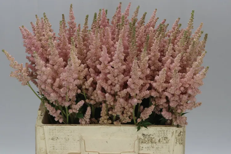 Astilbe Inferno 60 cm
