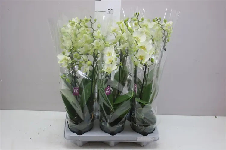 Phal Mtfl Wit 2 Tak črepník 12 cm