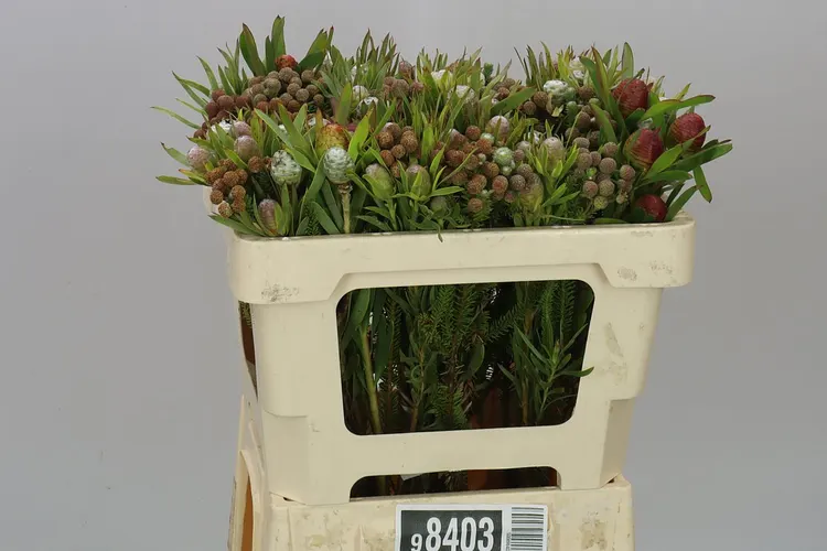 Kaaps Cone mix 50 cm