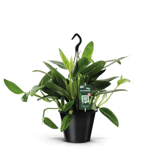 Philodendron Cobra, závesný črepník črepník 19 cm