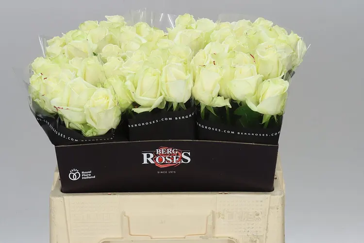 Rosa Gr Avalanche Berg 55 cm