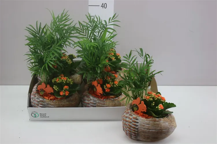 Arr Kamerplanten Eikel Keramiek črepník 21 cm