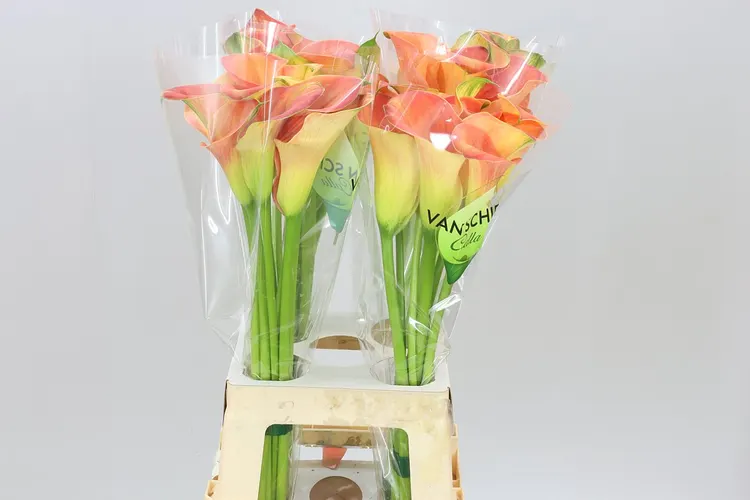 Zant Sunset Passion 70 cm