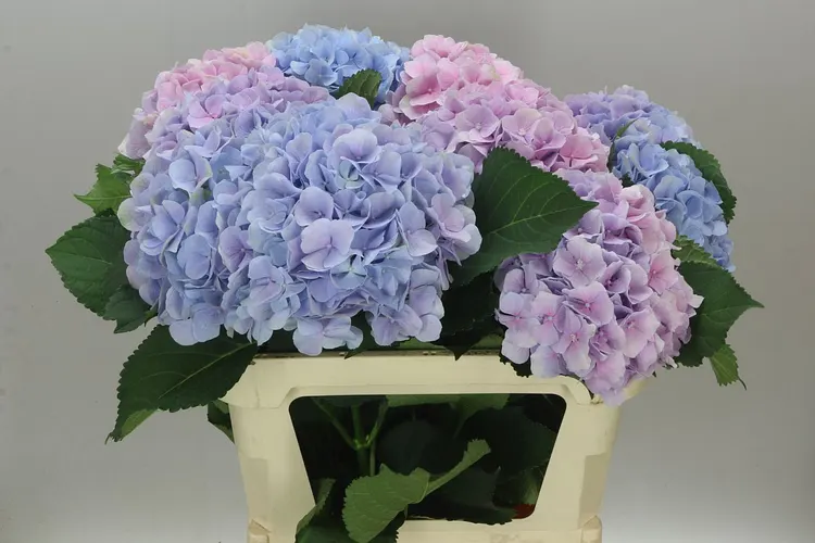 Hyd Verena Lavender 80 cm