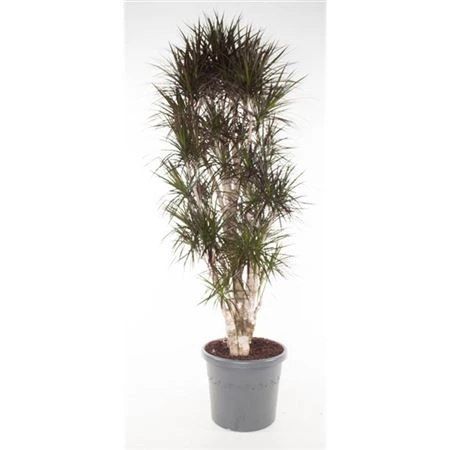 Dracéna Magenta rozvetvená črepník 58 cm