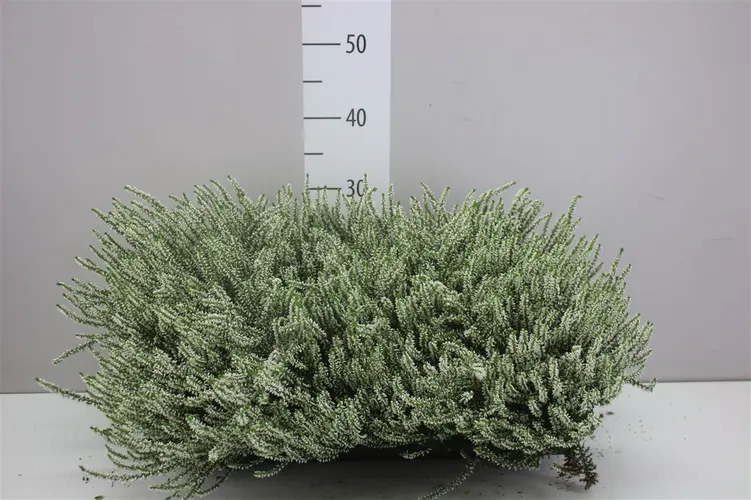 Vres G.girls biely črepník 12 cm