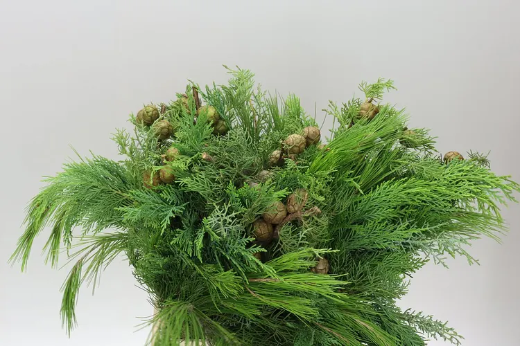 Bq Xmas (coniferen Mix) 7 Stems 55 cm