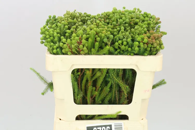 Kaaps Berzelia Galpinii 50 cm