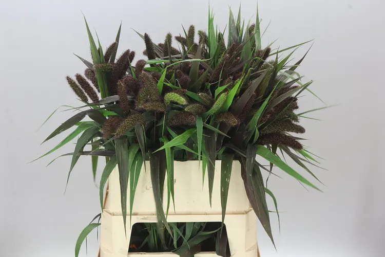 Setaria It Red Jewel 80 cm