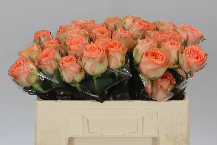 Rosa Gr Barbarella 50 cm