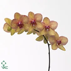 Phalaenopsis Golden Treasure X25