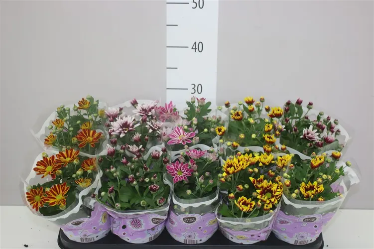 Chryzantéma črepníková mix 2 Kleurig črepník 12 cm