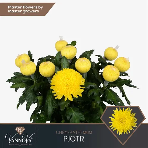 Chr G Pjotr 70 cm
