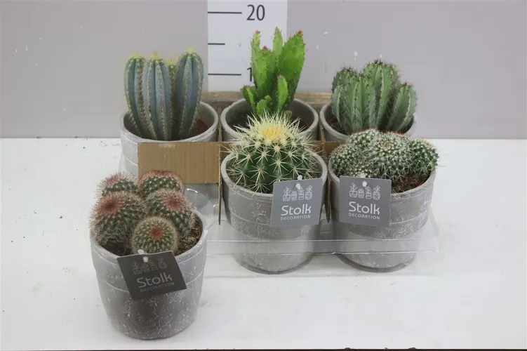 Cactus Gemengd Stone Keramiek črepník 13 cm