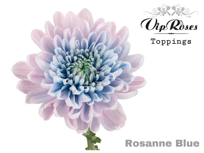 Chr G Rosanne Blue 75 cm
