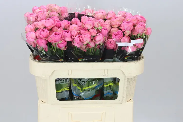 Rosa Tr Giselle X5 70 cm