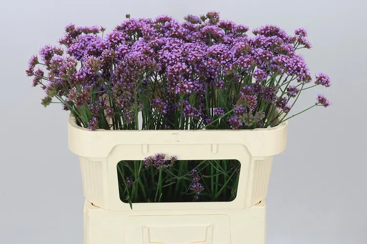 Verbena Ov 70 cm