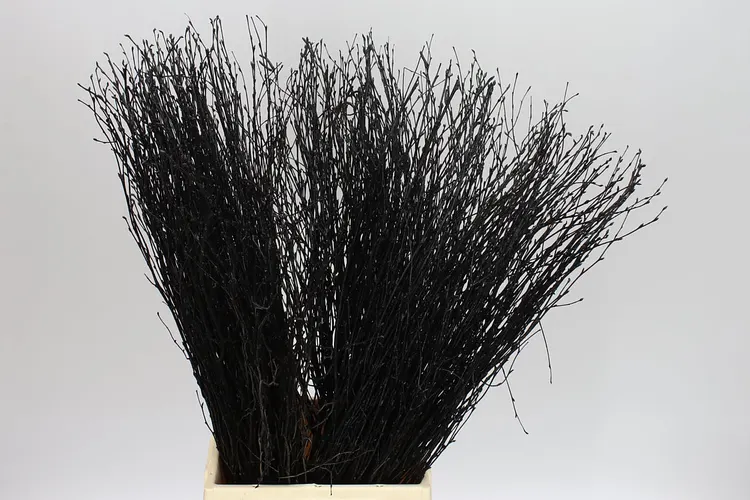 Breza Black 70 cm