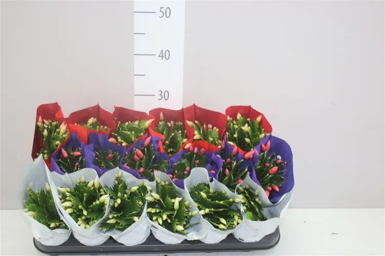 Schlumbergera Gemengd črepník 9 cm