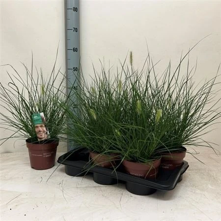 Pennisetum Al Little Bunny črepník 17 cm