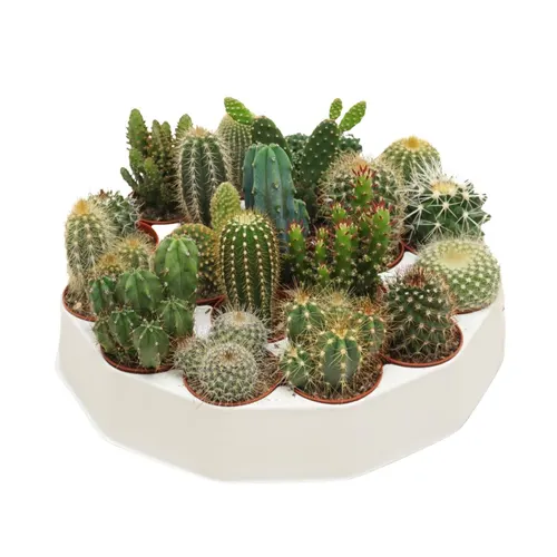 Kaktus mix Rondella črepník 5,5 cm