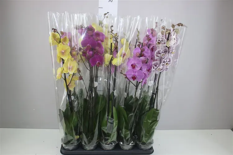 Orchidea Phalaenopsis mix I Like, 2 výhony črepník 12 cm