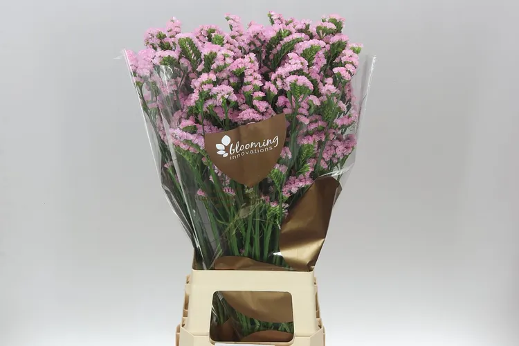 Lim. S Lucia Pink 80 cm