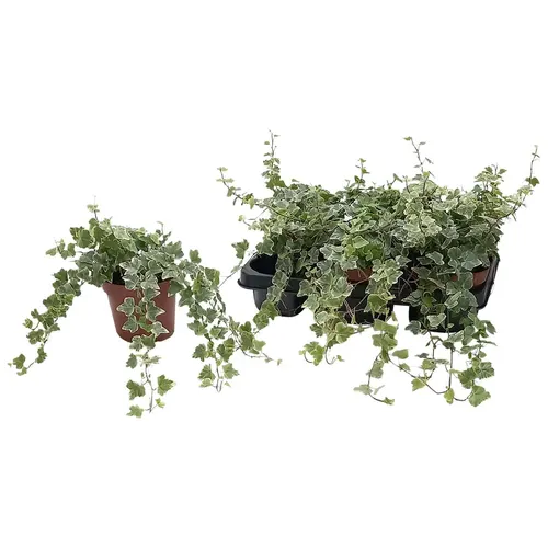 Hedera He White Wonder črepník 13 cm