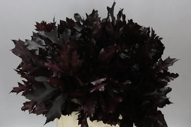Quercus Rubra Aubergine 20st 80 cm