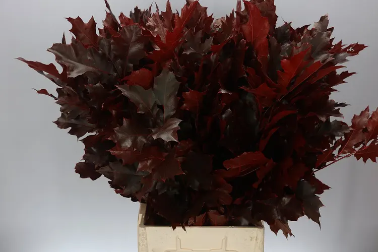 Quercus Rubra Red 20st 80 cm