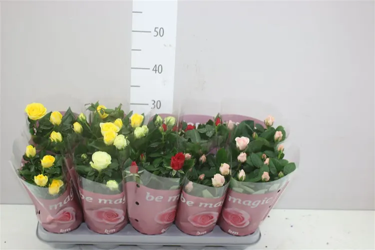 Rosa Beau Monde Gemengd črepník 12 cm