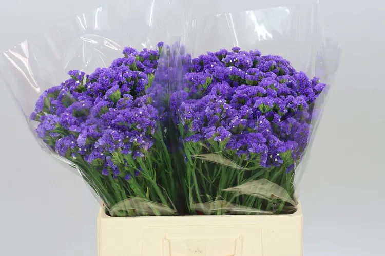 Lim. S Cry Dark Blue 60 cm