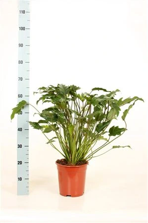Philodendron Xanadu črepník 21 cm