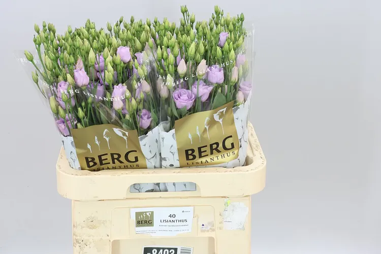 Eust Du Rosita Lavender 70 cm