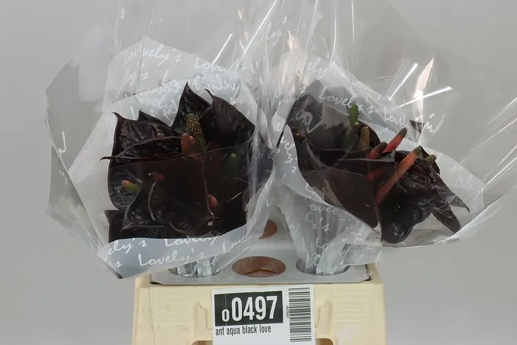 Ant Aqua Black Love 40 cm