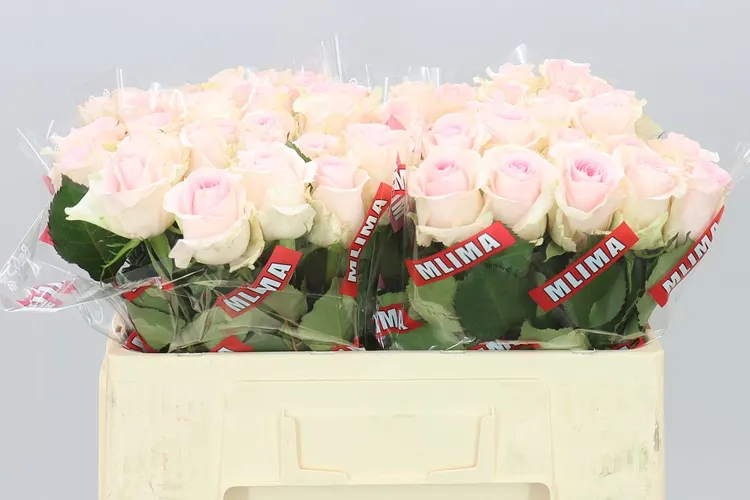 Rosa Gr Sweet Revival 50 cm