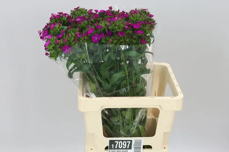Di Barb Neon Purple 60 cm