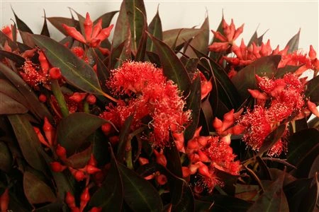 Robusta Red Flower 60 cm