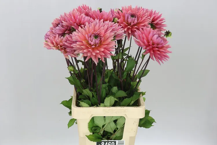 Dahlia Madeleine 60 cm