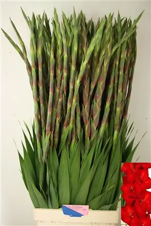 Glad Red Balance 110cm 110 cm