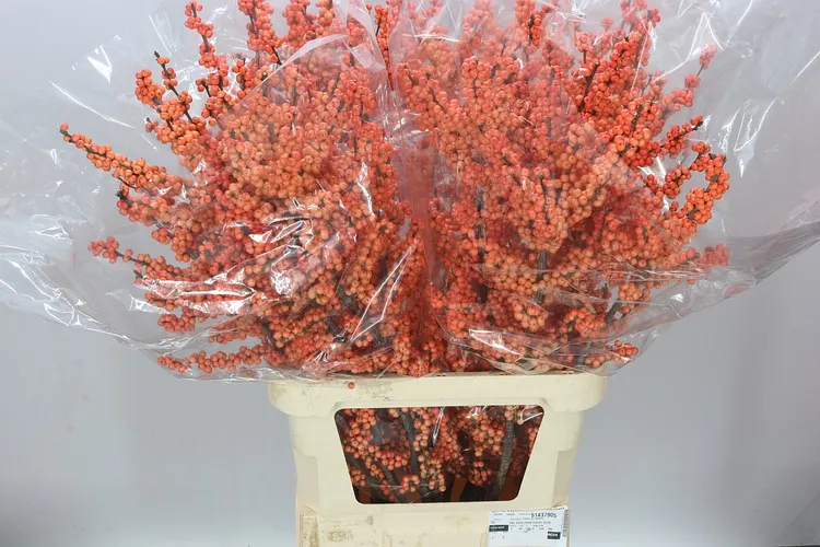 Ilex Winter Gold 100 cm