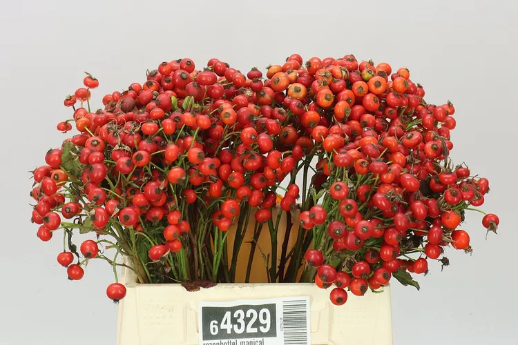 Rozenbottel Magical Delight 40 cm