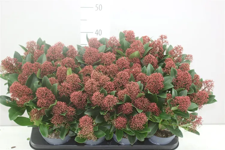 Skimmia Jap Rubella 13+ črepník 13 cm