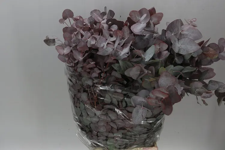 Cinerea Abs Red 70 cm