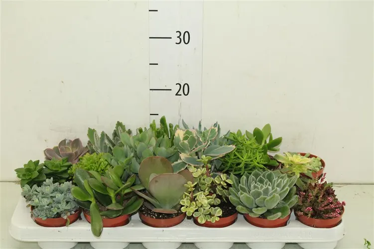 Sukulenty mix črepník 8,5 cm